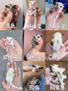 澳洲蜜袋鼯活体蜜袋鼬活物幼崽白脸马赛克宝宝网红蜜袋鼠飞鼠袋鼠