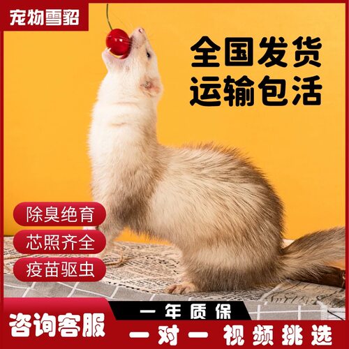 派斯威力宠物貂幼崽包活除臭腺