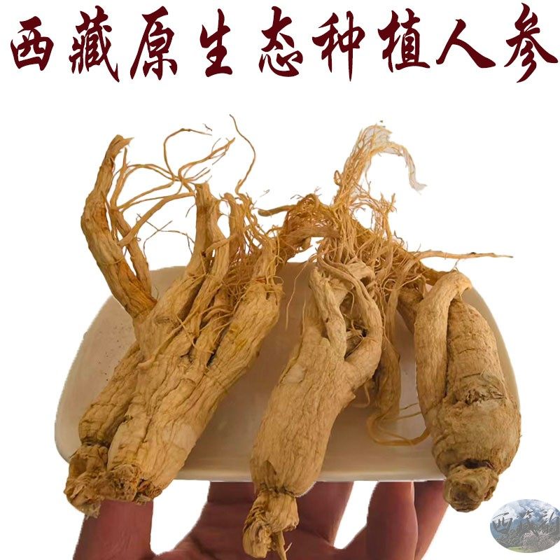 西藏人参 种植人参 250克包邮 西藏直发原汁原味自然晒干14根左右