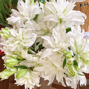 进口种植重瓣莫妮卡百合香水百合基地直发顺丰发货送人礼物白色