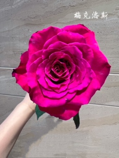 A级梅克洛斯玫瑰 新鲜鲜花玫瑰花 云南基地直发高端优质鲜切花