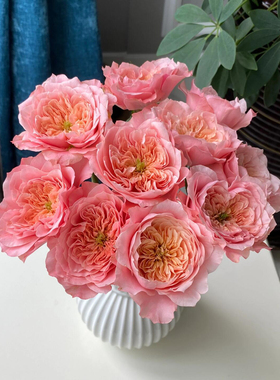 高端基地现拍现采现发神仙级mikoto美琴玫瑰鲜花超稀有云南直发