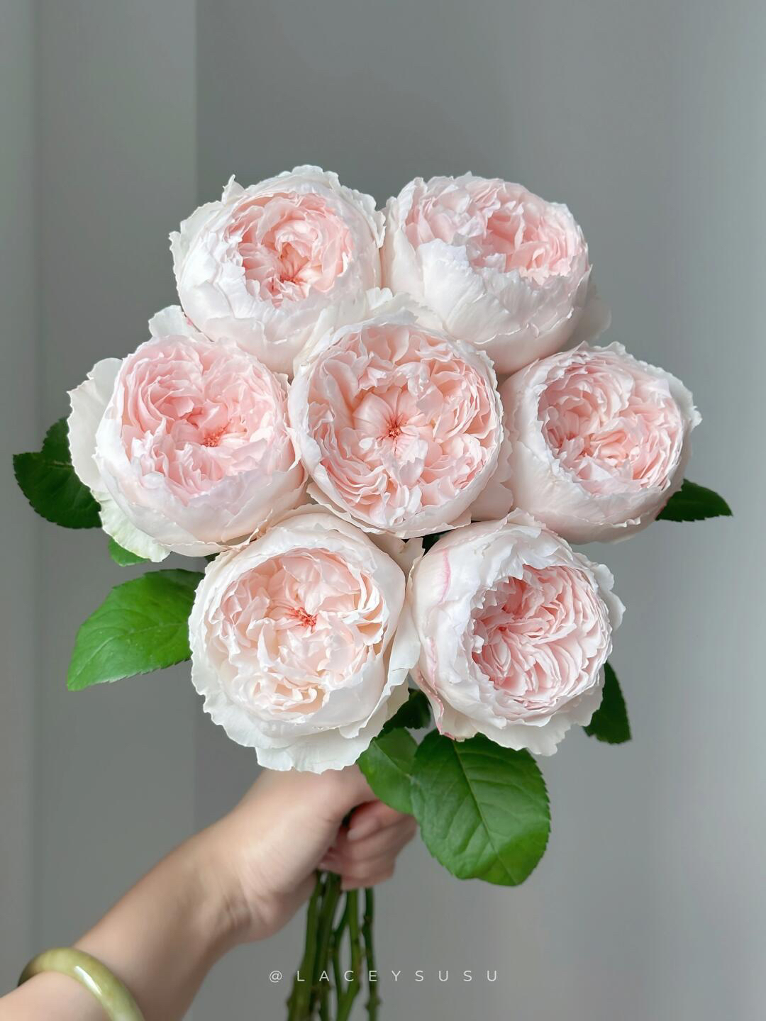 引进种植芍药型玫瑰可爱瓷奥斯汀玫瑰鲜花高端鲜切花品质超好