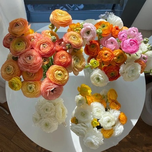精选洋牡丹鲜切花蝴蝶洋牡丹毛茛云南直发水养插瓶花束顺丰空运