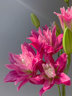 紫莲花重瓣百合鲜花多头瓶插花鲜切花云南基地香水重瓣百合