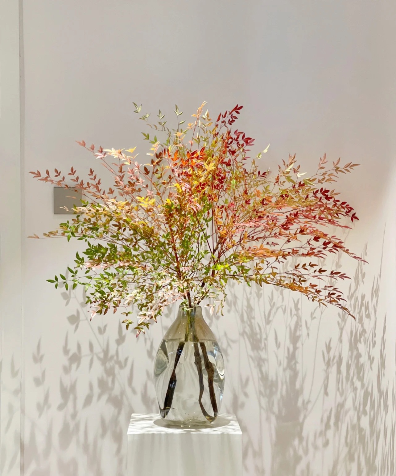 火焰南天竹水培,火焰南天竹_大山谷图库