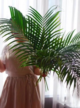 各种配叶配草配花 散尾叶排草雪柳叶高山羊齿叶云南昆明直发顺丰