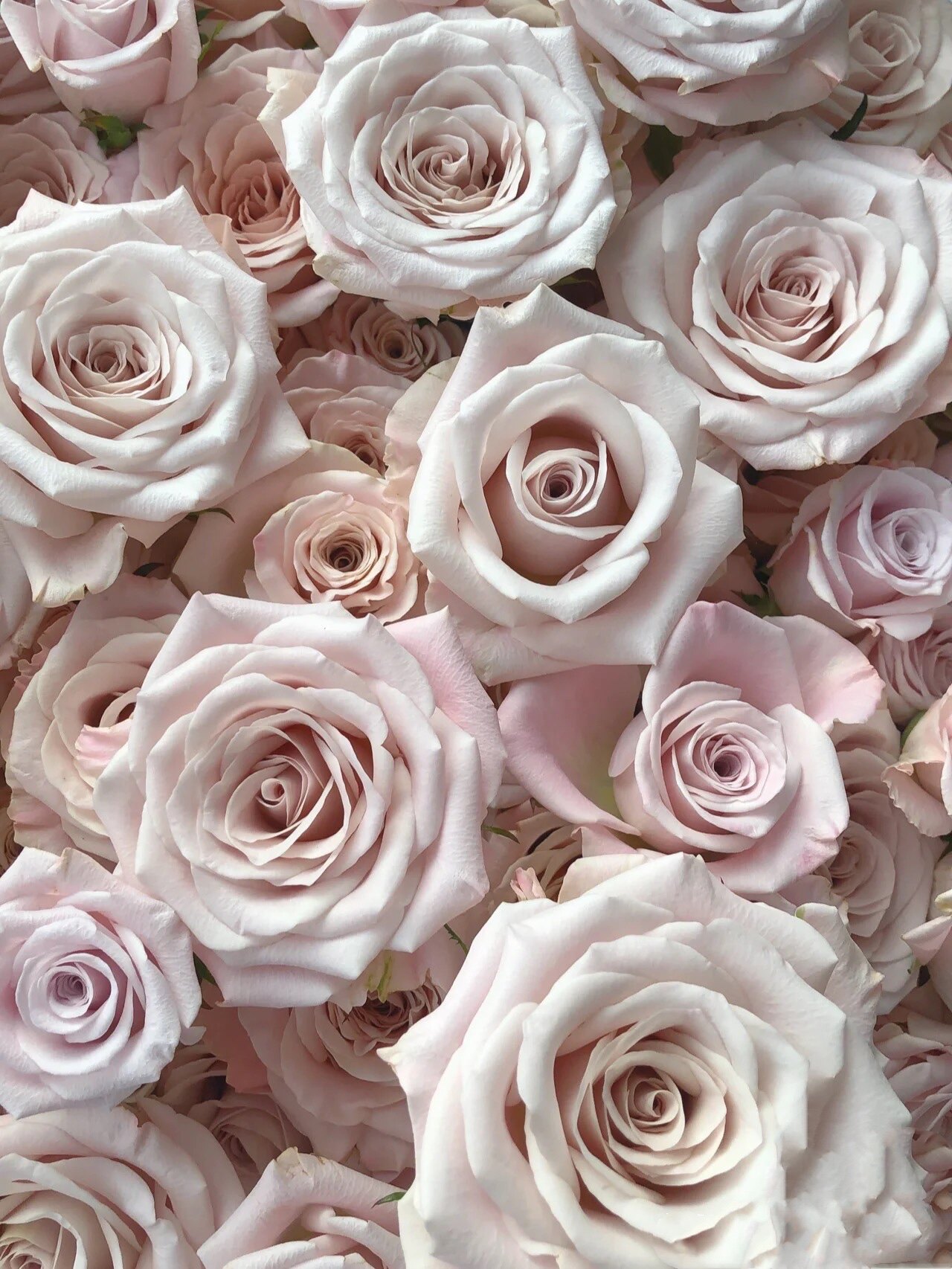 曼塔蔓塔玫瑰基地直发直批鲜切花插花玫瑰顺丰