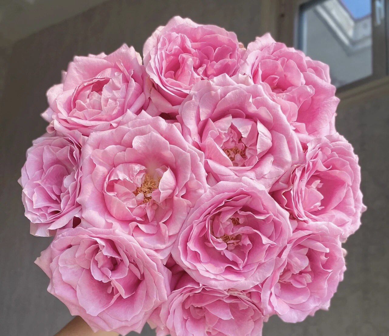 娇兰玫瑰甜蜜雪山水养家用办公室鲜花网红少女粉昆明鲜切花顺丰