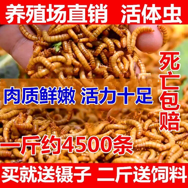 面包虫活体 黄粉虫活虫 鹦鹉鱼 金龙鱼 乌龟 画眉鸟石蛙饲料包邮