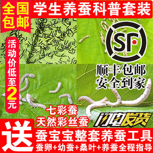 蚕宝宝活体蚕卵蚕籽学生养蚕套装蚕种春蚕桑蚕七彩蚕饲料新鲜桑叶