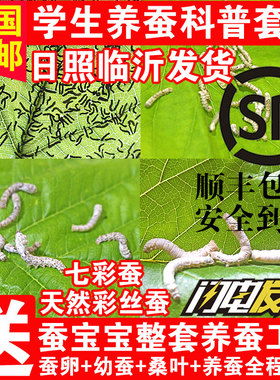 蚕宝宝活体蚕卵蚕籽学生养蚕套装蚕种春蚕桑蚕七彩蚕饲料新鲜桑叶