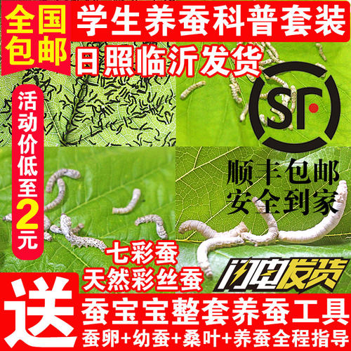 蚕宝宝活体蚕卵蚕籽学生养蚕套装