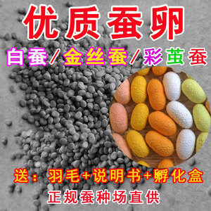 蚕宝宝卵蚕卵蚕宝宝活体蚕种春蚕卵蚕蚕籽送孵化盒送鹅毛新鲜桑叶