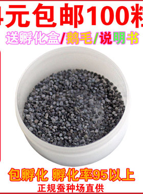 蚕宝宝卵包邮蚕宝宝活体蚕种春蚕卵蚕蚕籽送孵化盒送鹅毛新鲜桑叶