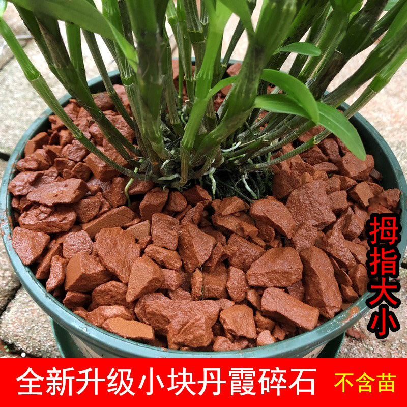 赤水金钗石斛种植吸水红石头