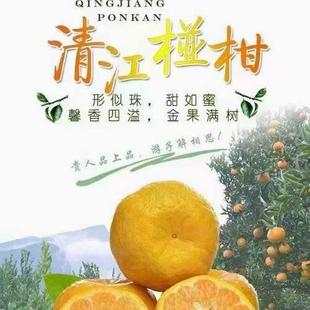 长阳清江椪柑新鲜桔子现摘自家种植柑橘当季水果芦柑带箱10斤包邮