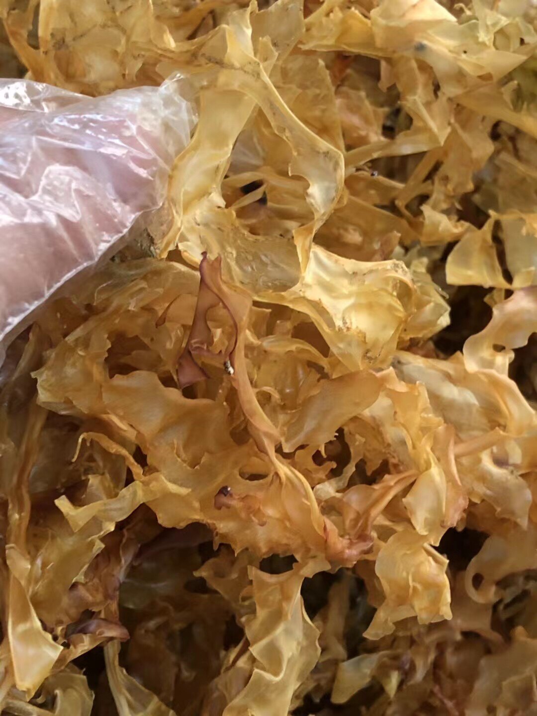 汕尾马宫特产佛祖菜舌状蜈蚣藻 清热解毒面菜润肺藻类冲水即化50g