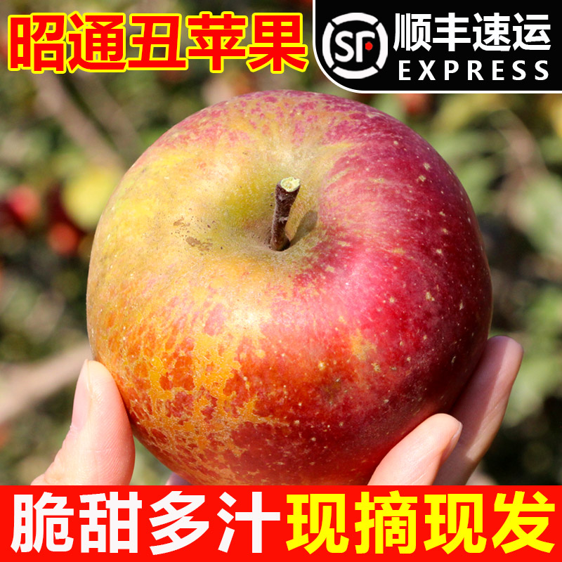 礼盒装昭通丑苹果冰糖心大果10斤