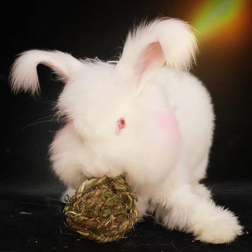 网红巨型长毛幼年包活安哥拉兔