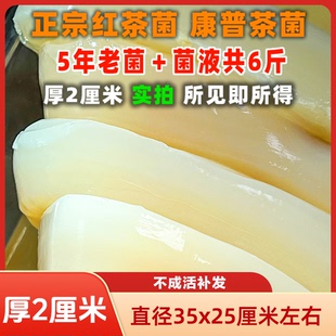 共6斤五年红茶菌老菌厚2厘米酵素妈妈菌种醋蛾子海宝胃宝康普茶