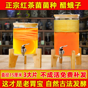 正宗老坛红茶菌母菌种海宝胃宝茶饮料制作醋酸菌康普茶支氏酵品