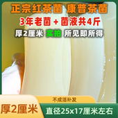 共4斤三年红茶菌老菌厚2厘米酵素妈妈菌种醋蛾子海宝胃宝康普茶