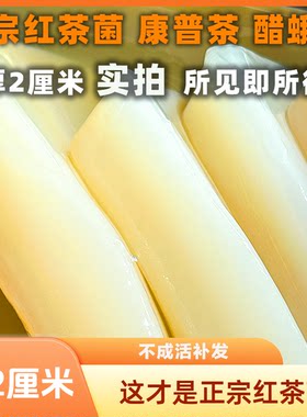 正宗红茶菌厚2厘米左右