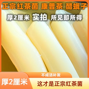 正宗红茶菌厚2厘米左右