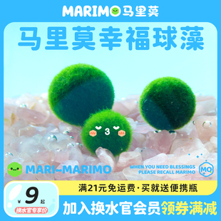 Marimo马里莫「幸福球藻」特别可爱水培好养植物炸毛球藻君海藻球