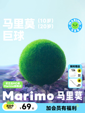 Водоросли мяч marimo马里莫 球藻水培绿植物巨球生态瓶10岁20岁大号巨型海藻球