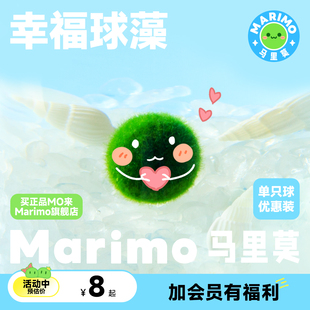 Marimo马里莫 特别可爱水培海藻球炸毛球藻君好养绿植物 幸福球藻