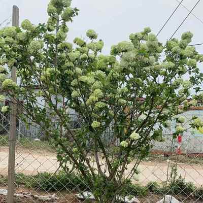 中华木球球庭院种植大花