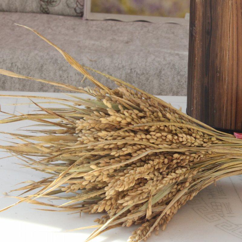 干花稻穗麦穗天然田园真稻谷摄影家居婚庆农家乐潮流装饰水稻