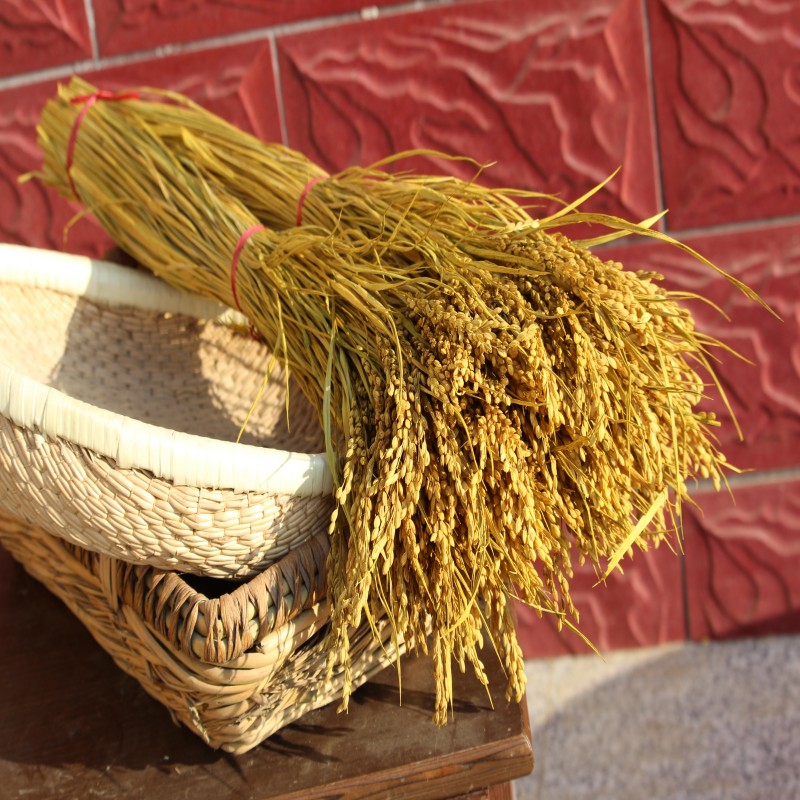 天然麦穗稻穗干花水稻丰收稻谷稻子装饰会展布置拍摄道具田园植物