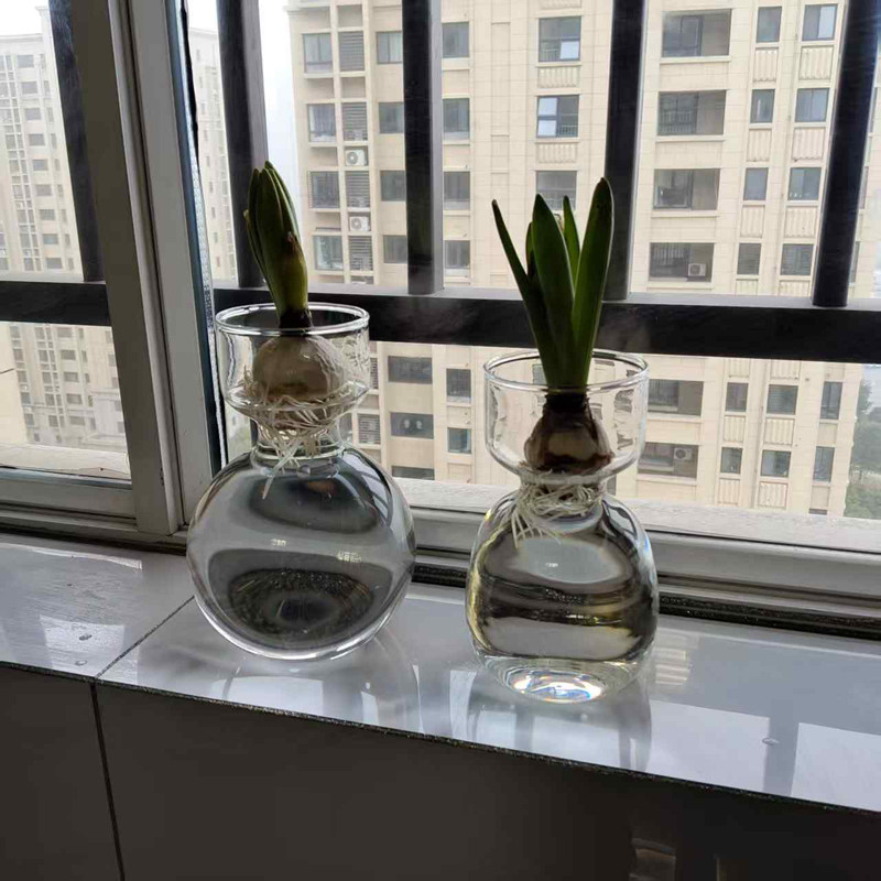 风信子水培花瓶玻璃花瓶图片