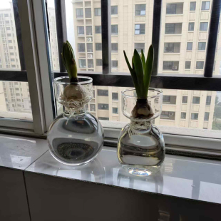 风信子水培花瓶玻璃花瓶子水培郁金香水培器皿水培风信子种球花盆