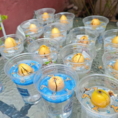 牛油果水培泳圈牛油果水养专用圈牛油果种子催芽水培小泳圈好可爱