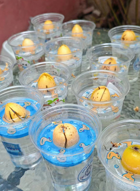 牛油果新玩法很可爱的泳圈