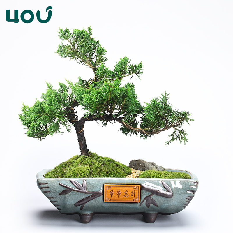 创意竹节盆景盆文竹造景花盆陶瓷多肉植物拼盘紫砂长方形盆器