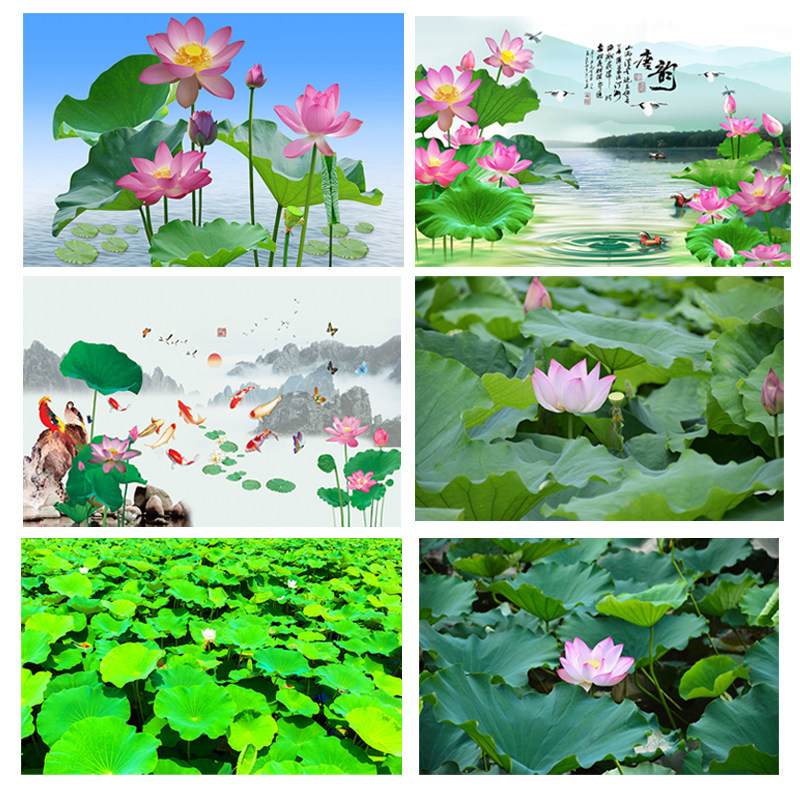 莲花图荷叶风景贴画荷叶出淤泥不染佛堂挂画贴墙中堂背景自粘壁画