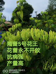 100棵湖南金银花苗湘蕾5号花王嫁接苗金银花树金银花盆栽精品正品
