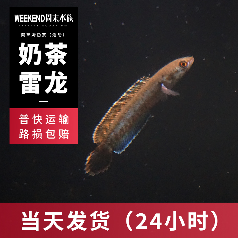 [周末水族]阿萨姆奶茶雷龙七彩巧克力蓝帆热带淡水观赏鱼小型雷龙