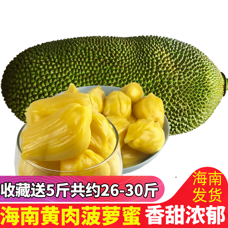 海南菠萝蜜新鲜热带水果黄肉木菠萝 收藏送5斤共发约26-30斤左右|msdalam kategori daging perikanan/Buah-buahan segar dan sayur-sayuran/dimasak, buah-buahan segar, 菠萝蜜 - dari Buy2taobao.com untuk memberikan perkhidmatan ejen Taobao profesional membeli