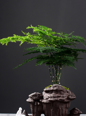 极速创意文竹盆栽植物客厅桌面盆景玄关装饰摆件家居饰品酒柜办公