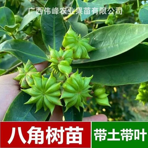 广西罗马大红八角树苗