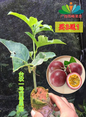 四季越南百香果苗新品种