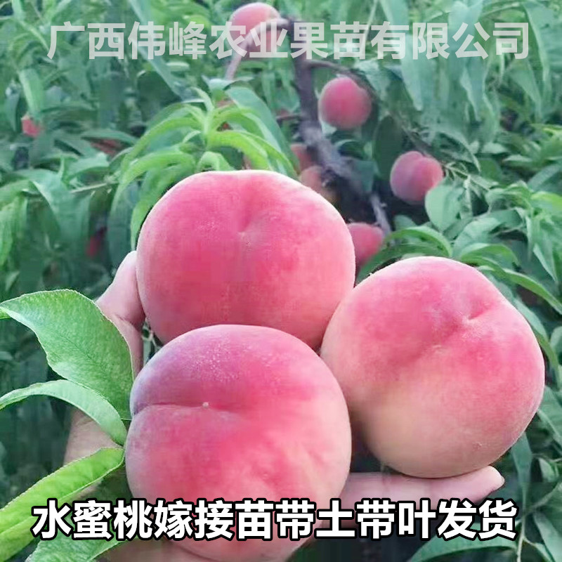 水蜜桃树苗嫁接油桃寿桃鹰嘴桃果树苗南北方庭院盆栽种植当年结果