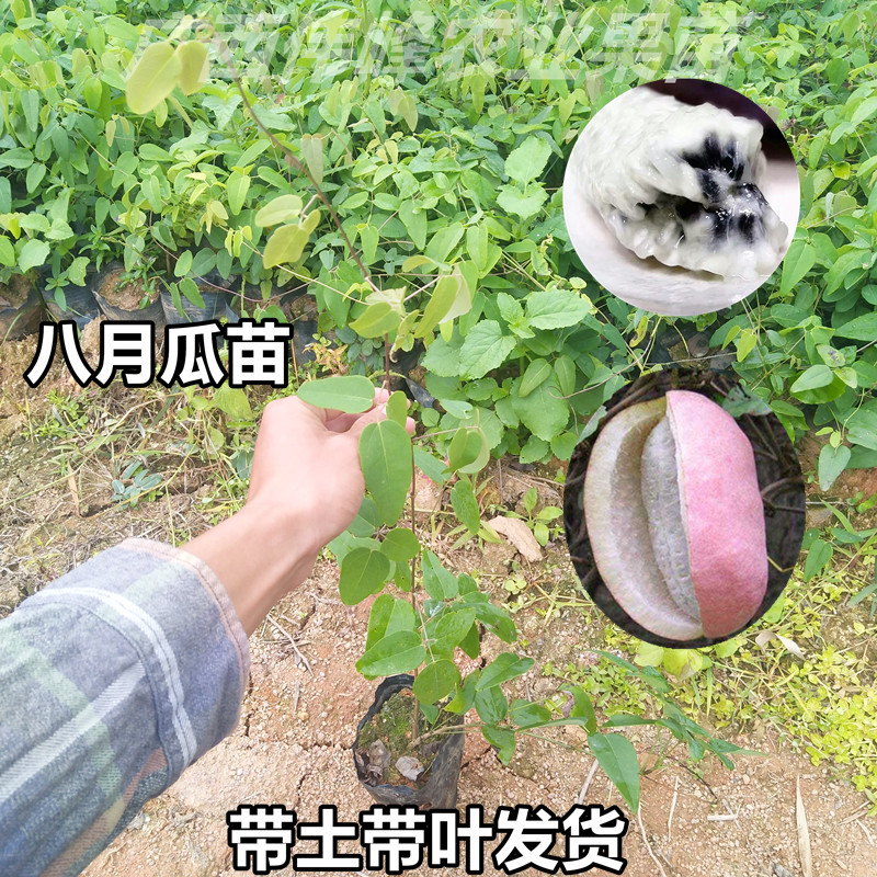 八月瓜苗树野香蕉八月炸爬藤植物果树四季种植当年结果庭院南北方