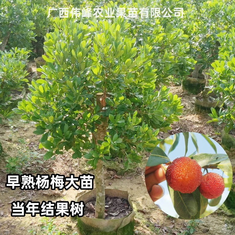 四季早熟杨梅树苗当年结果